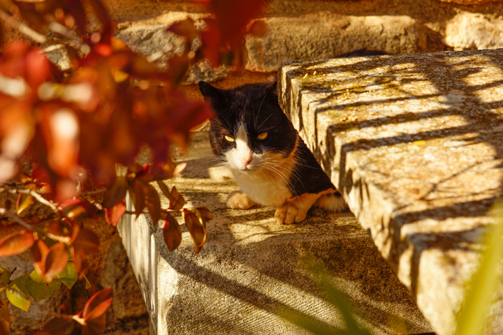 Cat taking in the sunshine